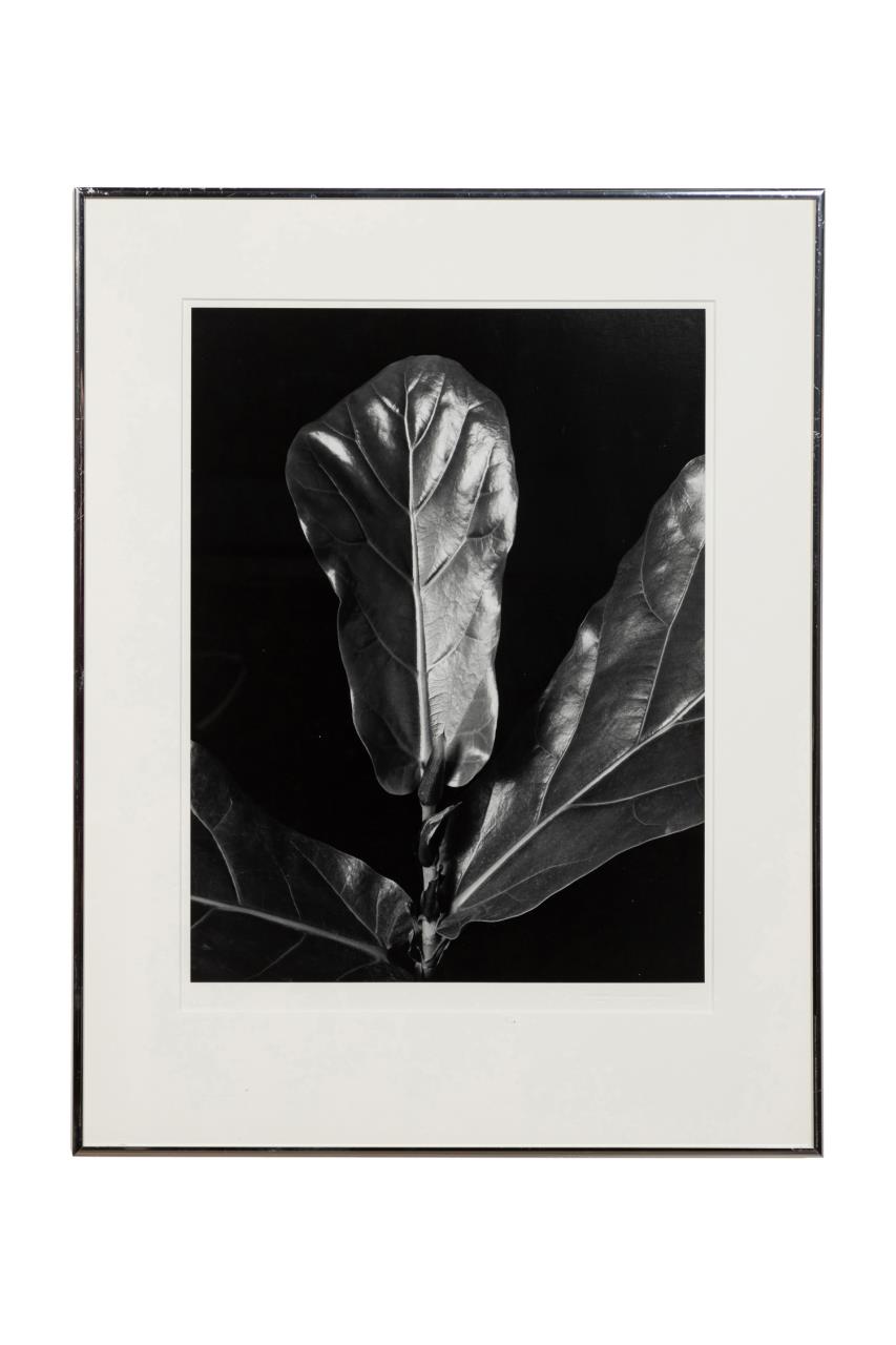 Appraisal: AFTER IMOGEN CUNNINGHAM FICUS PRINT After Imogen Cunningham American -