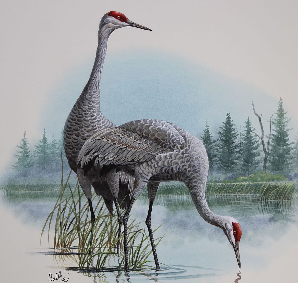 Appraisal: Don Balke B Sandhill Crane Don Balke North Carolina B