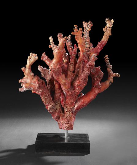 Appraisal: Large and Attractive Multi-Branch Red Coral Specimen now mounted on