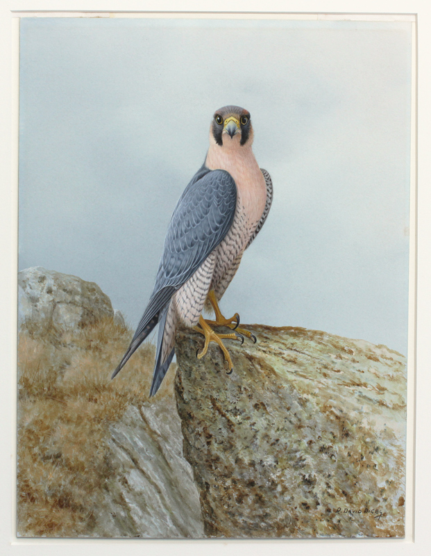 Appraisal: DIGBY David British - ''Barbary Falcon North Africa'' Watercolor Gouache