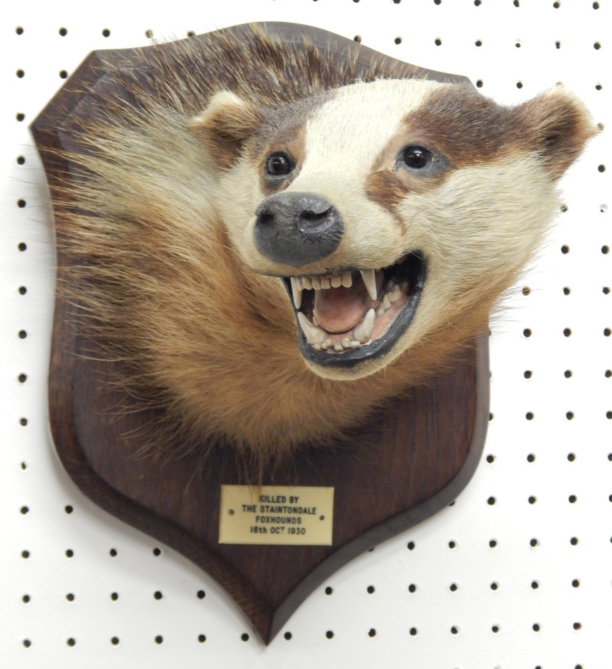 Appraisal: A taxidermied badgers head by Spicer Sons of Leamington Spa