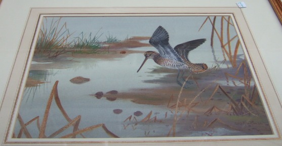 Appraisal: Philip Rickman - Snipe watercolour and gouache signed cm x