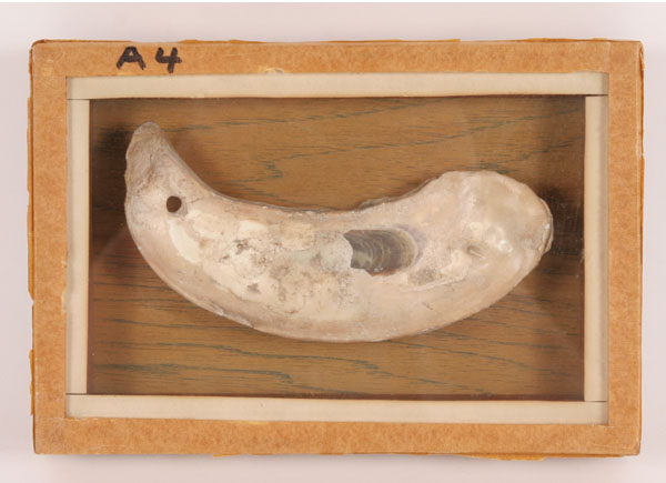 Appraisal: Two frames with shell Artifacts drilled shell and shell celts