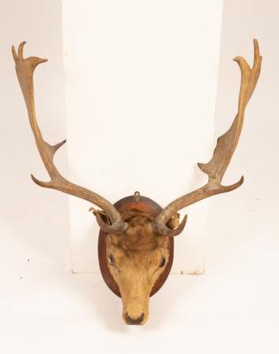 Appraisal: A taxidermy deer head on an oval wooden mount approximately