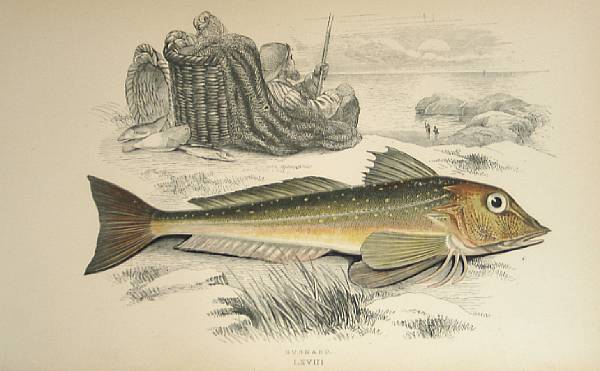 Appraisal: Natural History amp Science A History of the Fishes of