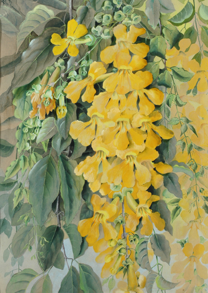 Appraisal: Ellis Rowan - Yellow Trumpet Vine watercolour signed 'Ellis Rowan'