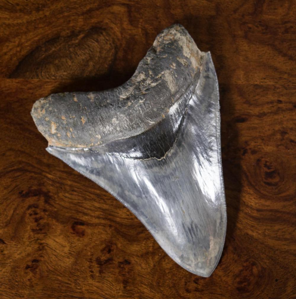 Appraisal: A LARGE MEGALODON TOOTH Carcharocles megalodon middle Miocene to early