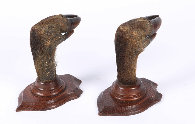 Appraisal: A PAIR OF BOARS HOOF SLOTS mounted on oak shields