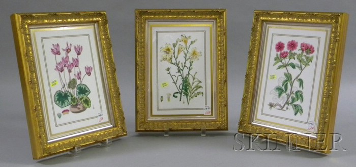 Appraisal: Set of Three Framed Royal Worcester Transfer Decorated Botanical Studies