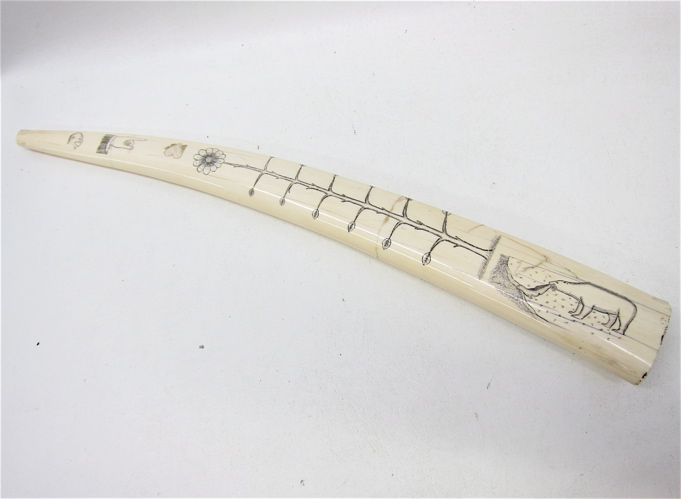 Appraisal: WALRUS IVORY TUSK scrimshawed with Billiken head hand pointing heart