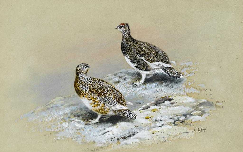 Appraisal: GEORGE EDWARD LODGE FZS - PTARMIGAN-SUMMER PLUMAGE signed watercolour and