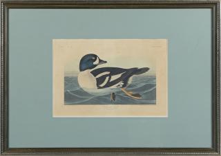 Appraisal: John James Audubon - Golden-eye Duck No Plate c Havell