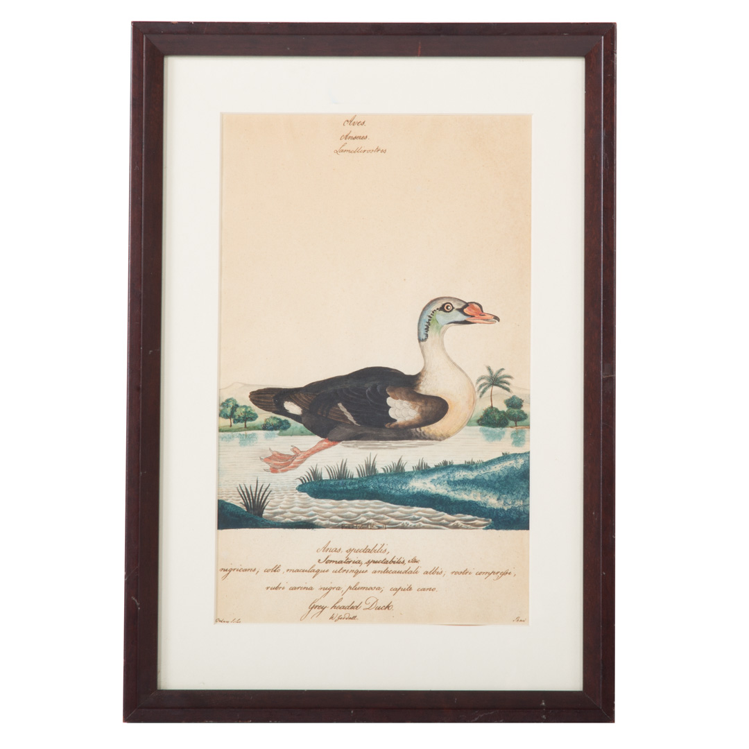 Appraisal: William Goodall Grey Headed Duck watercolor English - watercolor on