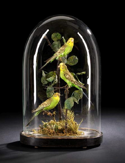 Appraisal: English Taxidermy Trio of Green Parakeets in a Tree third