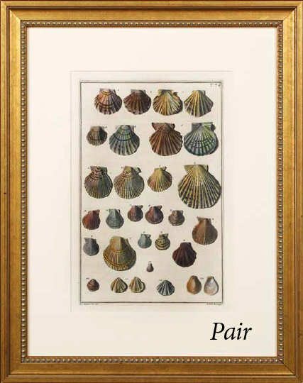 Appraisal: Italian School Third Quarter th Century Shell Studies pair of