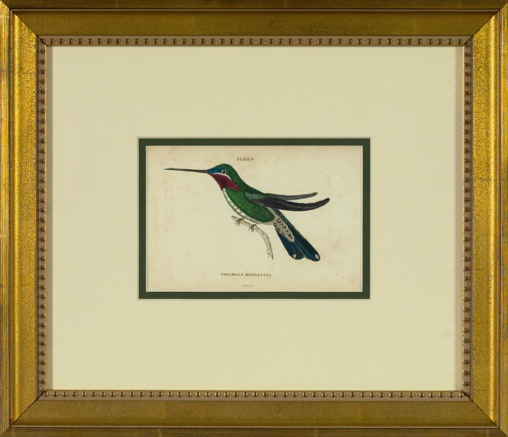 Appraisal: Sir William Jardine Scottish - Hummingbirds suite of six hand-colored