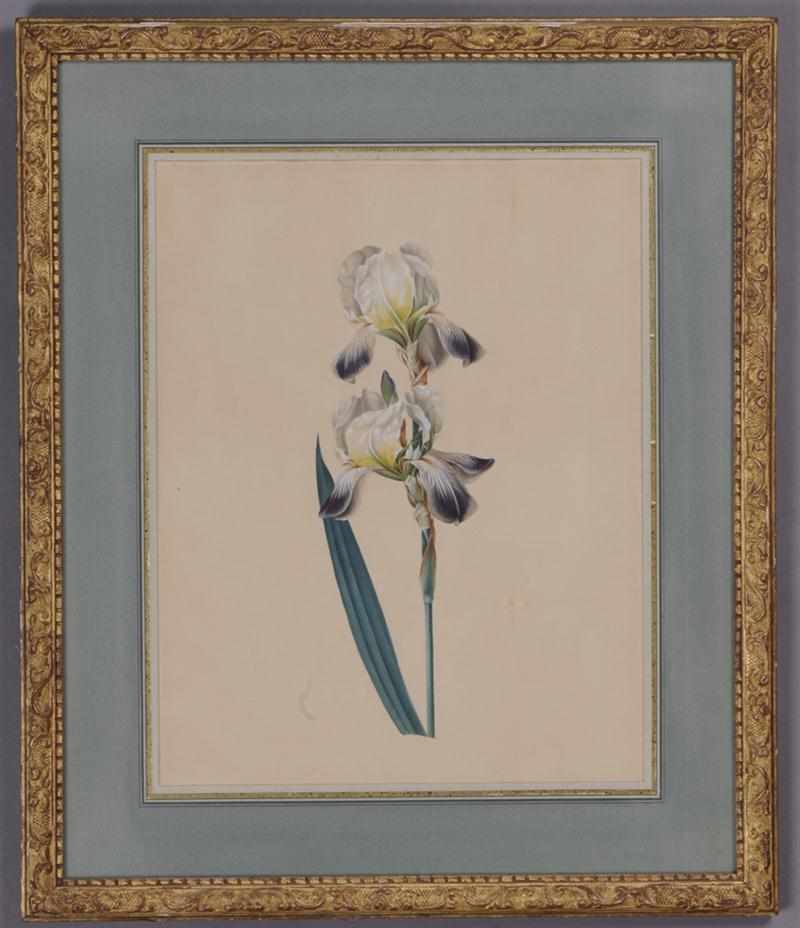 Appraisal: FRENCH SCHOOL TH C IRIS Watercolor and gouache on paper