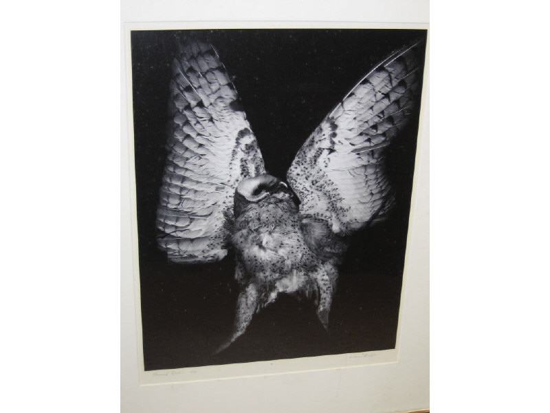 Appraisal: WILLIAM GILES AMERICAN SCREECH OWL silver gelatin photograph pencil titled