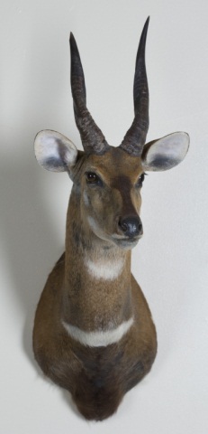 Appraisal: Harnessed Bushbuck Safari Club International Central African Republic February Gold