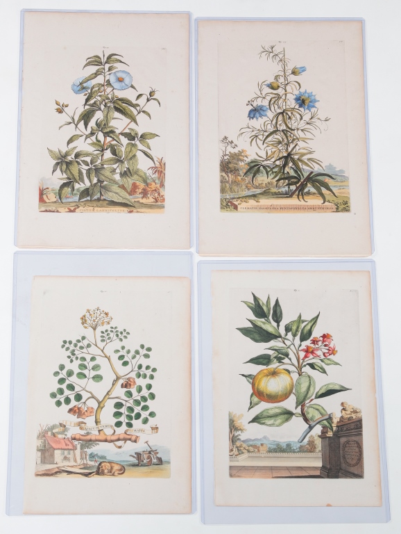 Appraisal: FOUR ABRAHAM MUNTING BOTANICAL PRINTS Netherlands - Hand colored engravings