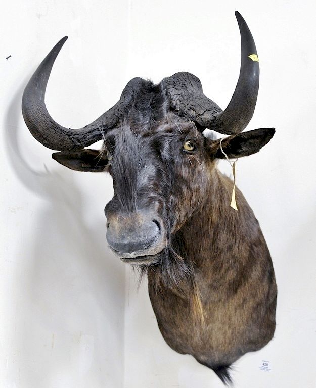 Appraisal: Black wildebeest taxidermy shoulder mount dp in Black wildebeest taxidermy