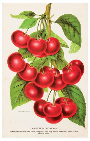 Appraisal: HORTICULTURE - Stecher Litho Co Nursery trade catalogue containing chromolithographed