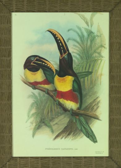 Appraisal: After Gould and Richter British th Century Toucans pair of