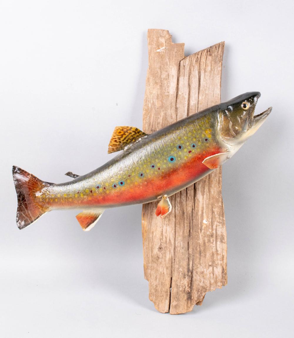 Appraisal: RED-BELLIED FISH TAXIDERMY MOUNTED ON DRIFTWOOD x x in x