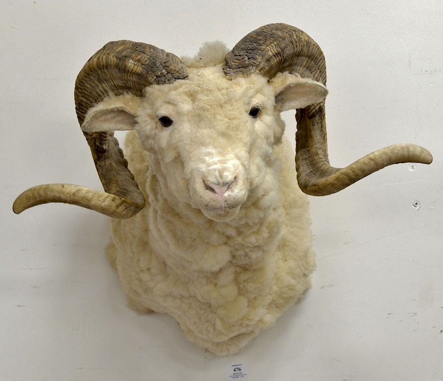 Appraisal: Merino ram's head shoulder taxidermy mount dp in Merino ram's