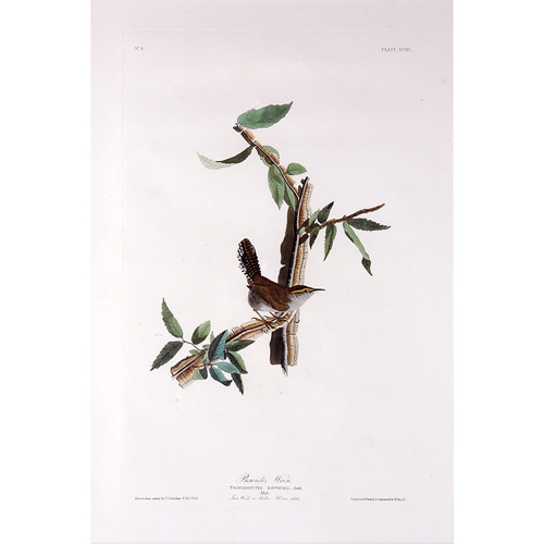 Appraisal: John James Audubon American - Bewick's Wren hand-colored engraving -