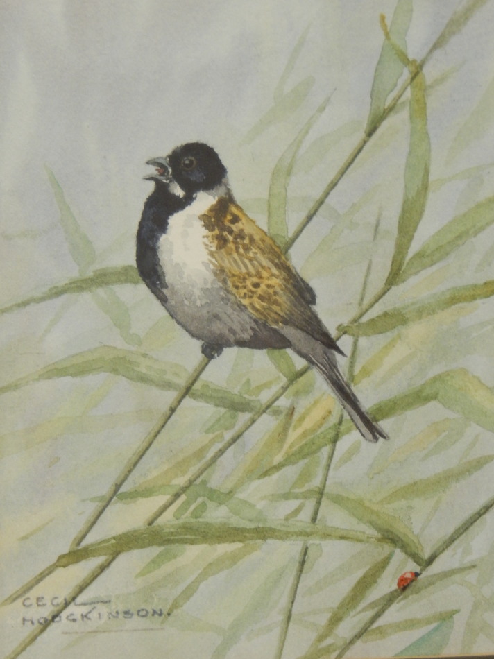 Appraisal: Cecil Thomas Hodgkinson - Male Reed Bunting watercolour signed and