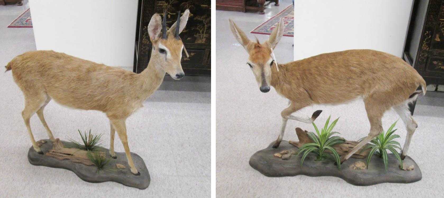 Appraisal: TWO SMALL AFRICAN ANTELOPE TAXIDERMY MOUNTS male and female Dik-diks