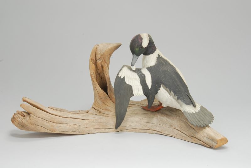 Appraisal: DECORATIVE LIFE-SIZE BUFFLEHEAD DRAKE By Mark Holland In preening position