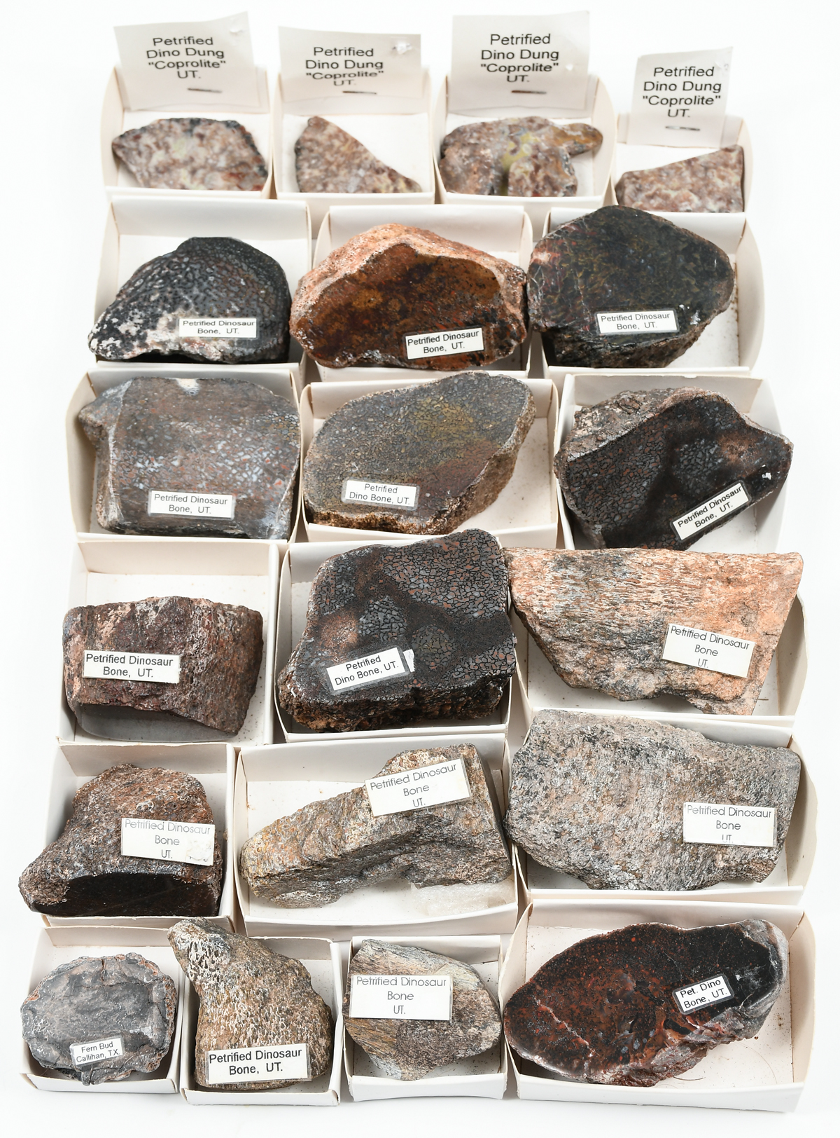 Appraisal: PC FOSSILIZED DINOSAUR BONES COPROLITE Specimens of Petrified Dinosaur bones