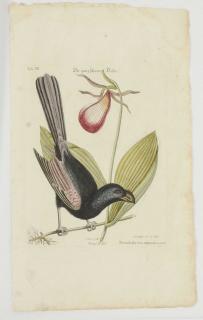 Appraisal: After Mark Catesby British - Jamaican Razor-bill T CV from