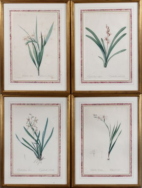 Appraisal: Group of four prints by P J Redoute Gladiolus Undulatus