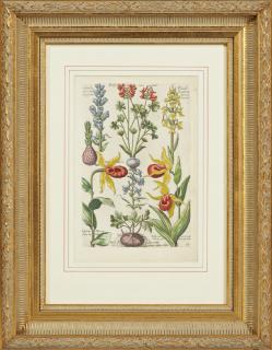 Appraisal: Johann Theodor de Bry - Orobanche Coloris alia Flavescentis th