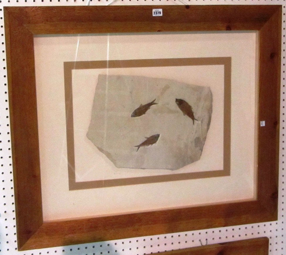 Appraisal: A framed fossilized stone and another four fossils in a