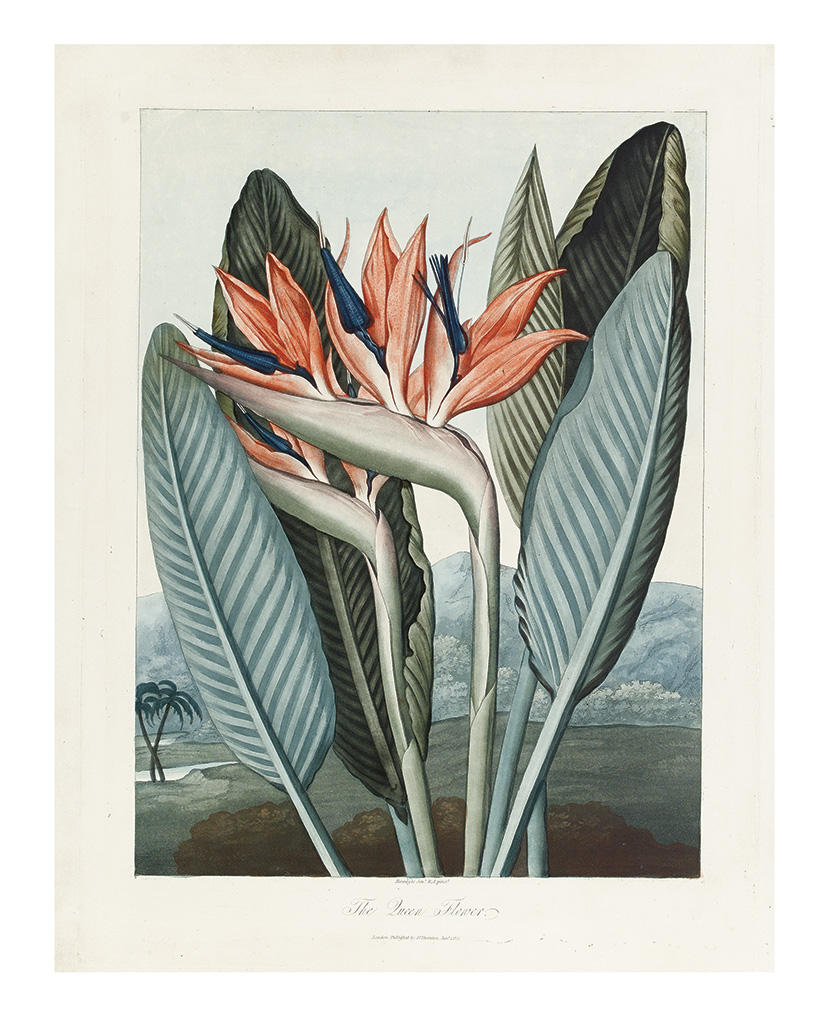 Appraisal: THORNTON ROBERT JOHN The Queen Flower Color-printed mezzotint aquatint and