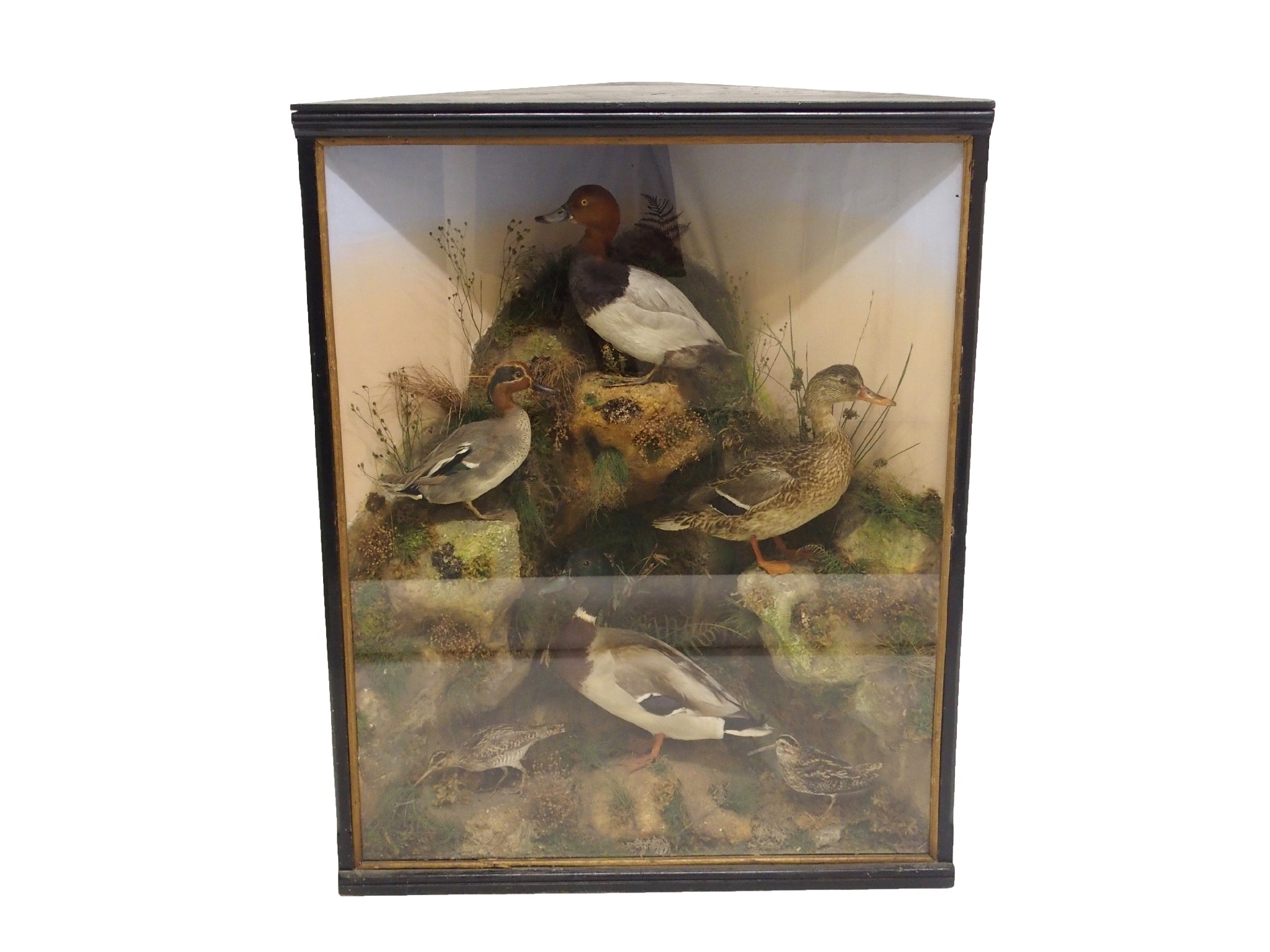 Appraisal: A taxidermy group of six ducksperched on rocky mounds amongst