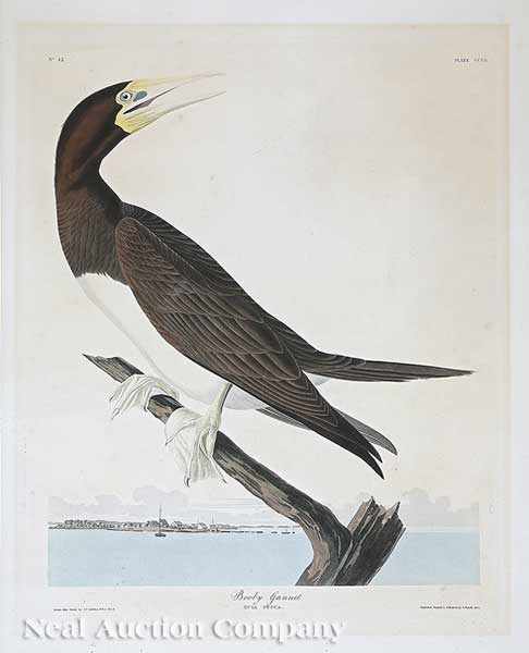 Appraisal: After John James Audubon American - Booby Gannet Plate hand-colored