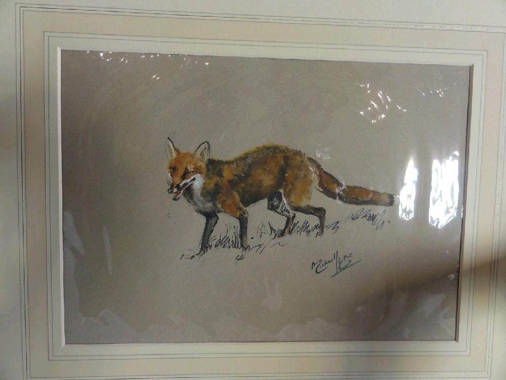 Appraisal: A watercolour and bodycolour study of a standing fox by