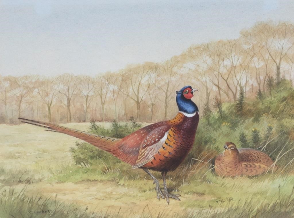 Appraisal: Pheasant signed C Luckett lower left watercolor by in Provenance