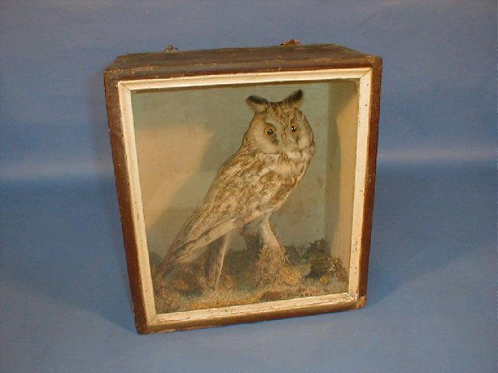 Appraisal: A glazed and cased taxidermy ornithological specimen - Owl