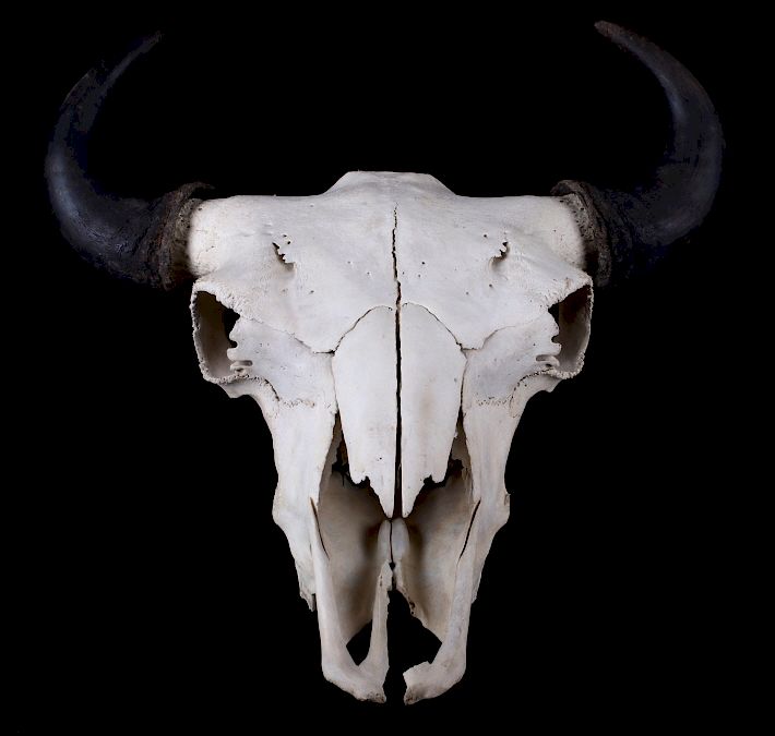 Appraisal: Great American Montana Trophy Buffalo Skull This lot features a