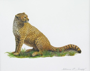 Appraisal: Olga Levchenko Russian b Leopard Watercolor on paper signed in