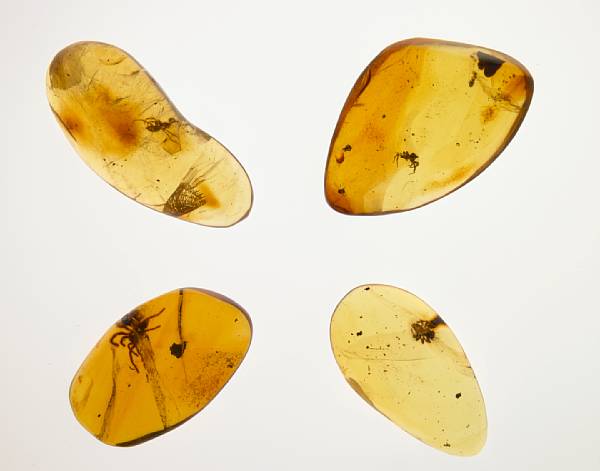 Appraisal: Four Amber Nuggets with Spiders Order Araneida Oligocene La Toca