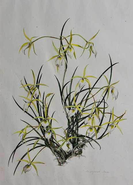 Appraisal: Margaret Mee British - Orchid signed titled and dated in