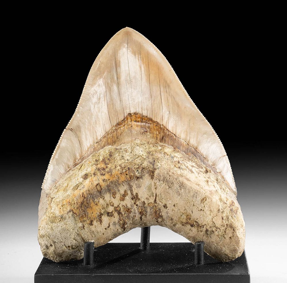 Appraisal: Massive Fossilized Megalodon Tooth First Time At Auction Ancient Seas