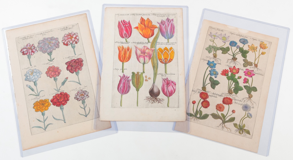 Appraisal: THREE EMANUEL SWEERT BOTANICAL PRINTS Germany - Hand colored engravings